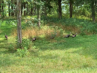 East TN Lot for Sale Gated Community on Cherokee Lake - image 11