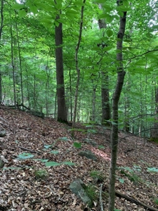 East TN Lot for Sale Gated Community on Cherokee Lake - image 3