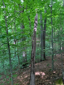 East TN Lot for Sale Gated Community on Cherokee Lake - image 4