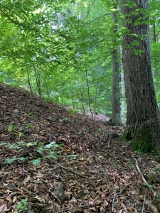 East TN Lot for Sale Gated Community on Cherokee Lake - image 7