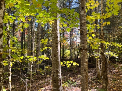 Maine Off-grid Country Home - image 48