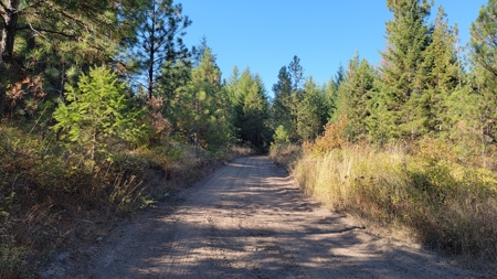 Amazing Hunting and Recreational Land with Well! - image 15