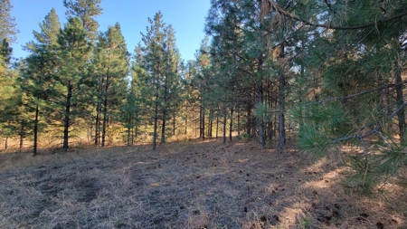 Amazing Hunting and Recreational Land with Well! - image 19