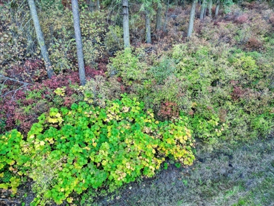 Amazing Hunting and Recreational Land with Well! - image 7