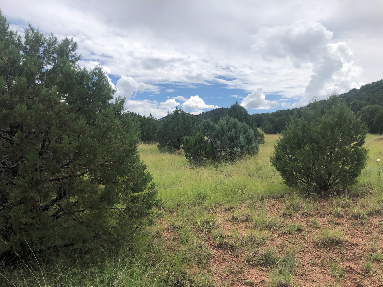20 acres US Forest Inlet