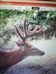 Premium Hunting Farm - image 3