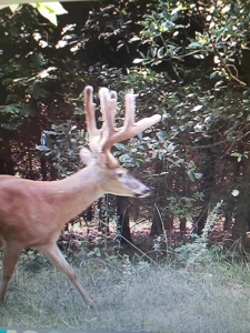 Premium Hunting Farm - image 2