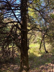 Premium Hunting Farm - image 23