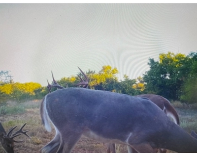 Kansas Hunting Property for sale - image 40