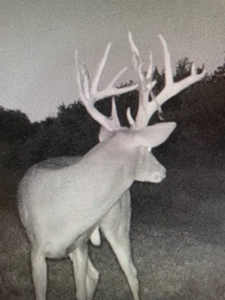 Kansas Hunting Property for sale - image 43