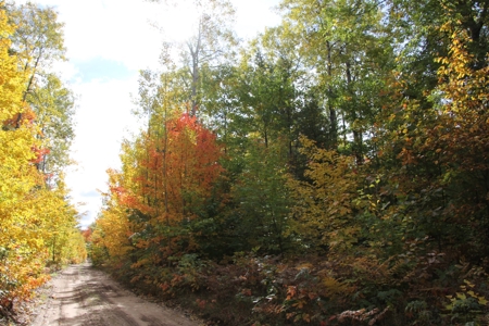 Northern Michigan Hunting Land 10-Acres Cheboygan, MI Wooded - image 8