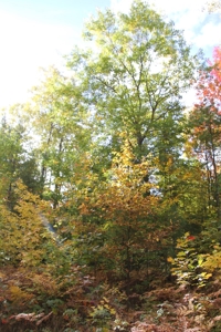 Northern Michigan Hunting Land 10-Acres Cheboygan, MI Wooded - image 5