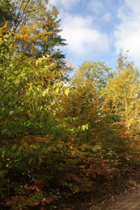 Northern Michigan Hunting Land 10-Acres Cheboygan, MI Wooded - image 3