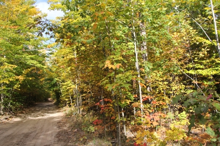 Northern Michigan Hunting Land 10-Acres Cheboygan, MI Wooded - image 15