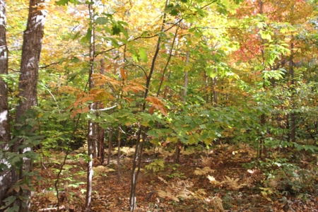 Northern Michigan Hunting Land 10-Acres Cheboygan, MI Wooded - image 10