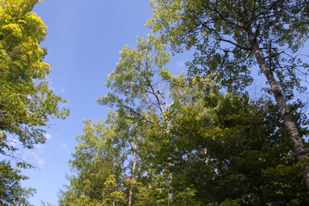 Northern Michigan Hunting Land 10-Acres Cheboygan, MI Wooded - image 17