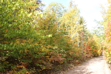 Northern Michigan Hunting Land 10-Acres Cheboygan, MI Wooded - image 4