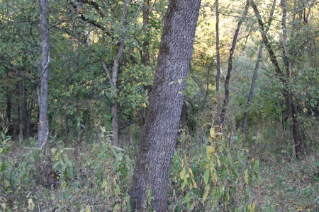Webater Co MO Live Water Properties Osage Fork, Bowen Creek - image 15