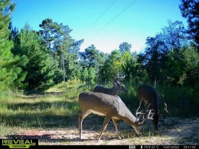 58 Acres + Country Home for Sale Hattiesburg, MS - image 36