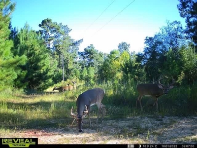 58 Acres + Country Home for Sale Hattiesburg, MS - image 37