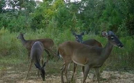 58 Acres + Country Home for Sale Hattiesburg, MS - image 38