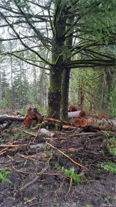 Residential Land with Private Creek For Sale in Chehalis, WA - image 3