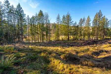Residential Land with Private Creek For Sale in Chehalis, WA - image 7