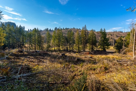 Residential Land with Private Creek For Sale in Chehalis, WA - image 6