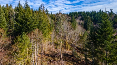 Residential Land with Private Creek For Sale in Chehalis, WA - image 12