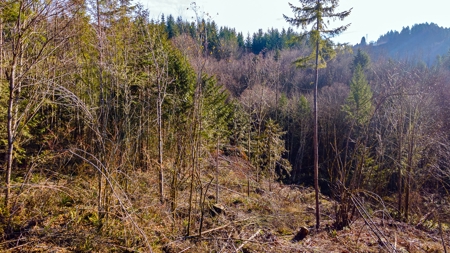 Residential Land with Private Creek For Sale in Chehalis, WA - image 11