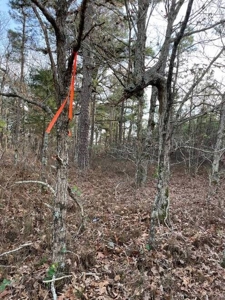 80 Acres 45 Minutes Ne Of Hochatown For Sale!! - image 20