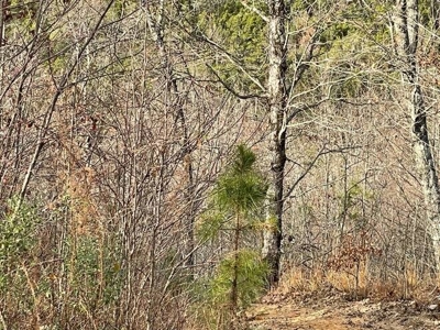 80 Acres 45 Minutes Ne Of Hochatown For Sale!! - image 4