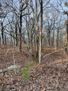 400 Acres (+/-) 45 Minutes Ne Of Hochatown Oklahoma For Sale - image 6