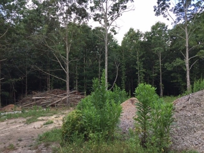 Land for Sale Lewis County, Tennessee - image 7