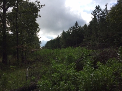 Land for Sale Lewis County, Tennessee - image 14