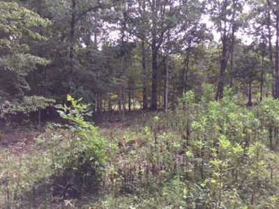 Land for Sale Lewis County, Tennessee - image 13