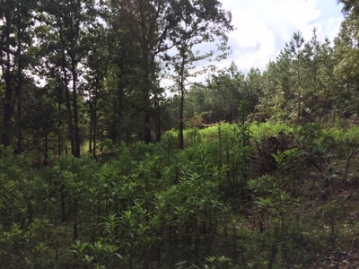 Land for Sale Lewis County, Tennessee - image 12