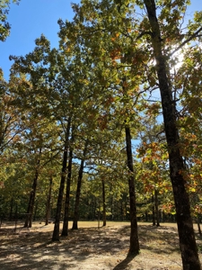 Hunting, Church Camp, Residential, Lodge, Land Acerage - image 11