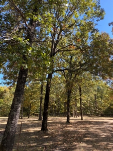 Hunting, Church Camp, Residential, Lodge, Land Acerage - image 12