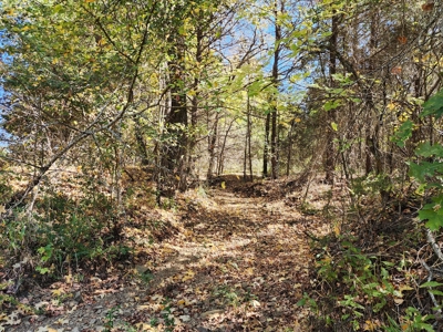 20 Acre Homestead – National Forest Area - image 17