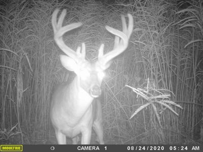 Diamond Island Hunt Club Share for Sale Tallulah, LA - image 6