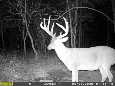 Diamond Island Hunt Club Share for Sale Tallulah, LA - image 4