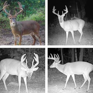 Diamond Island Hunt Club Share for Sale Tallulah, LA - image 45