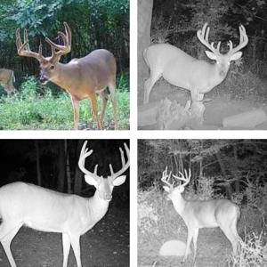 Diamond Island Hunt Club Share for Sale Tallulah, LA - image 46