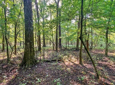 Diamond Island Hunt Club Share for Sale Tallulah, LA - image 27