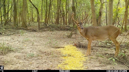 Diamond Island Hunt Club Share for Sale Tallulah, LA - image 3