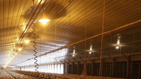 Poultry Breeder Turnkey Farm 3 Mega House in SW Mississippi - image 13
