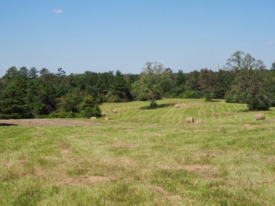 Poultry Breeder Turnkey Farm 3 Mega House in SW Mississippi - image 29