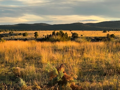 Southwest New Mexico Grant County Ranch for Sale - image 29