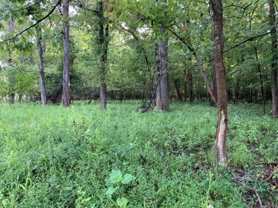 Southside Hunting Shares for Sale in Jefferson County, MS - image 34